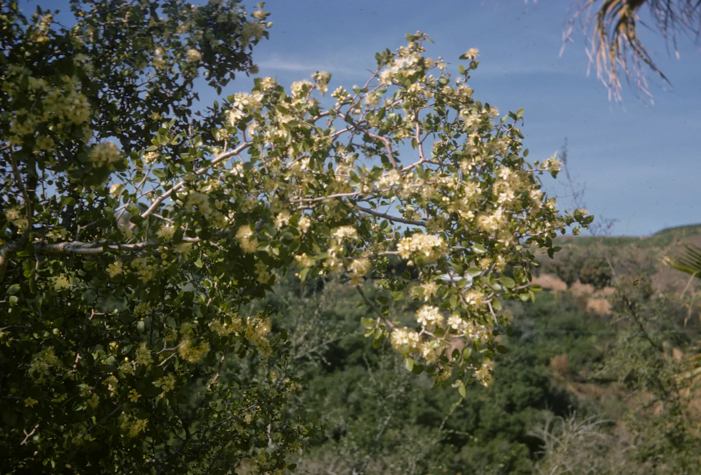 Clematis lasiantha