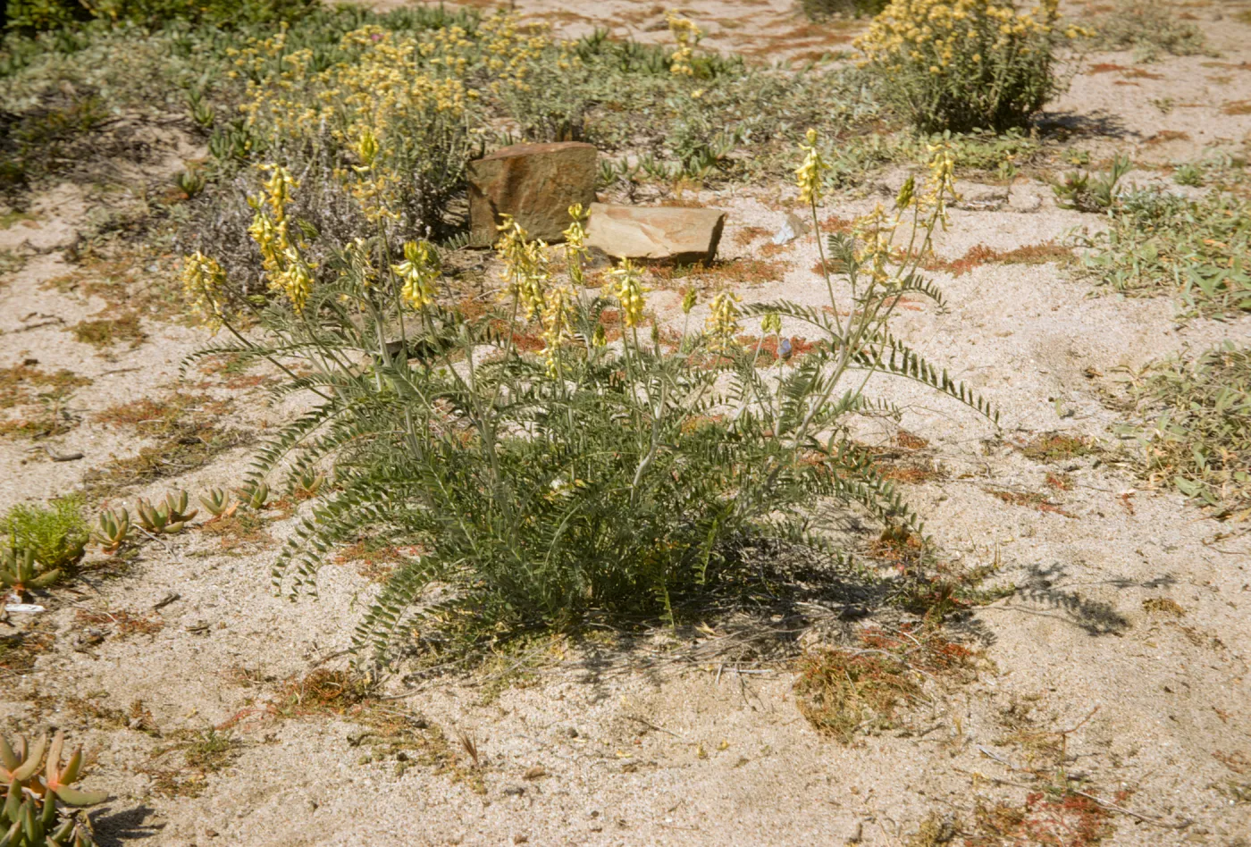 Astrogalus, beach near Point Mugu