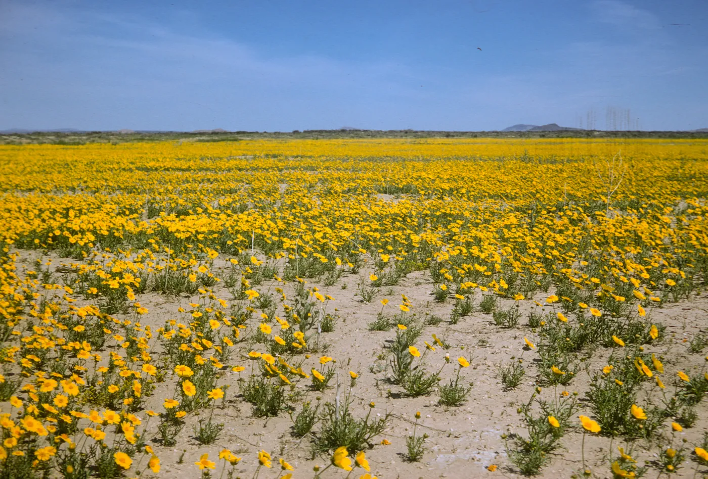 Coreopsis