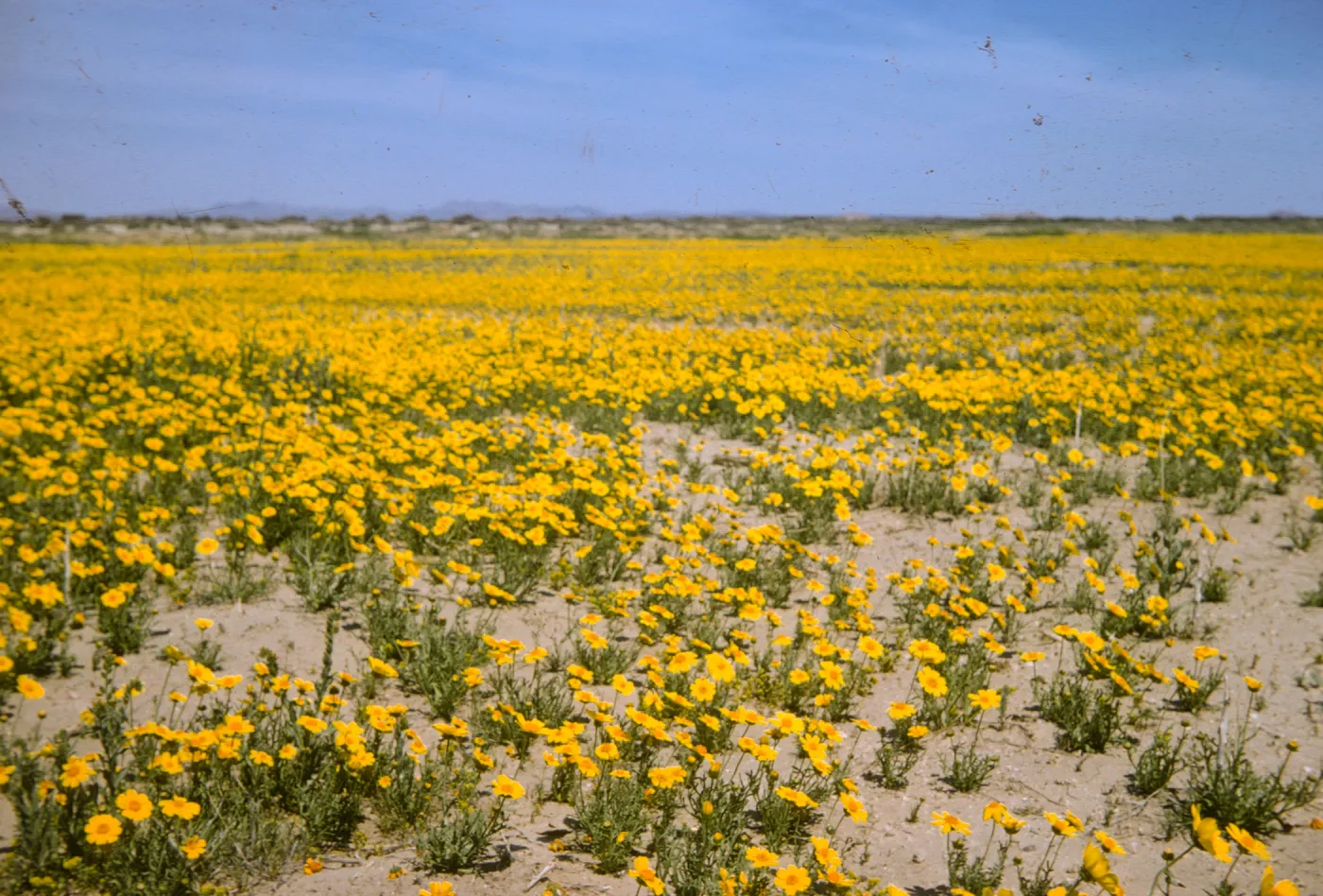 Coreopsis
