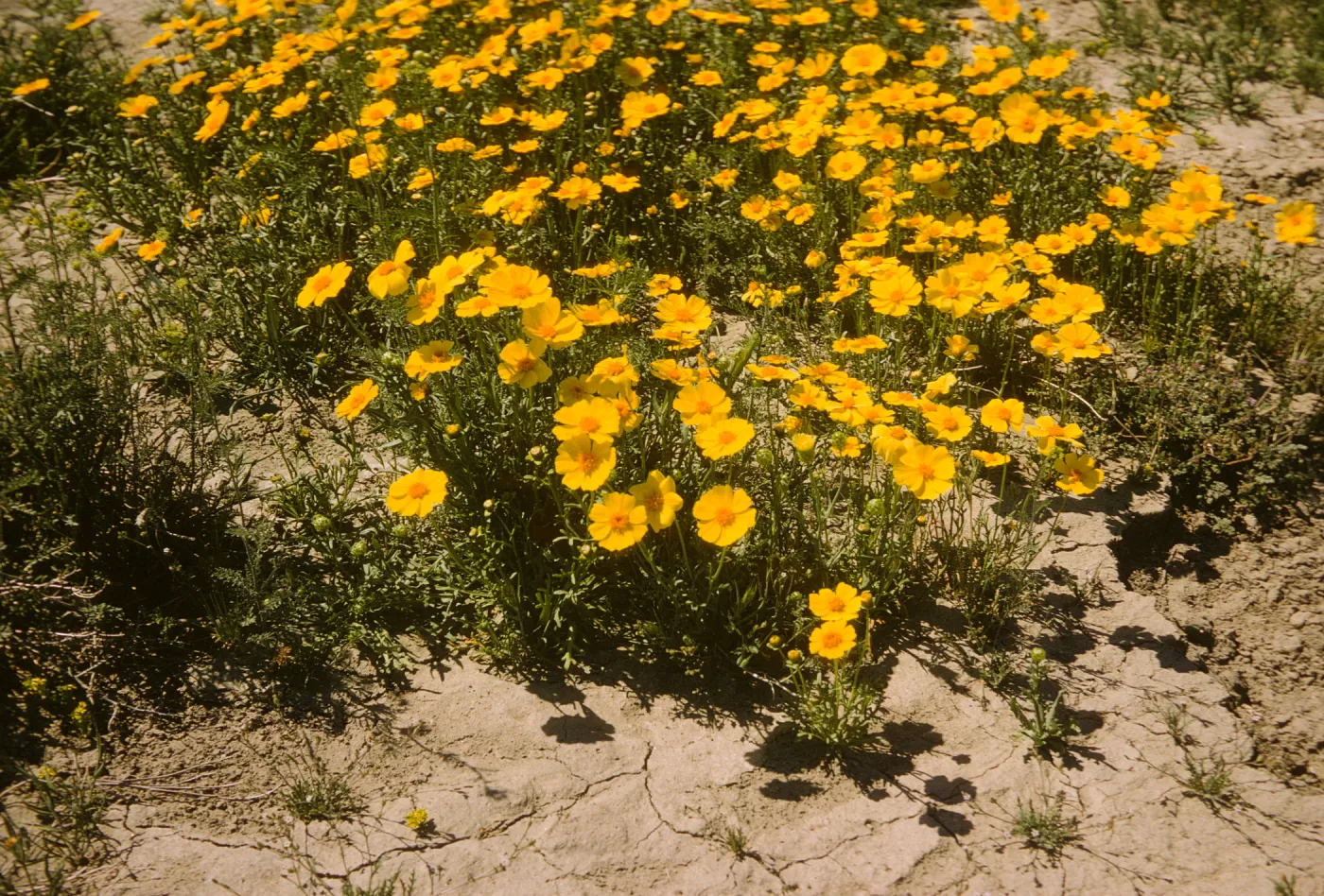 Coreopsis