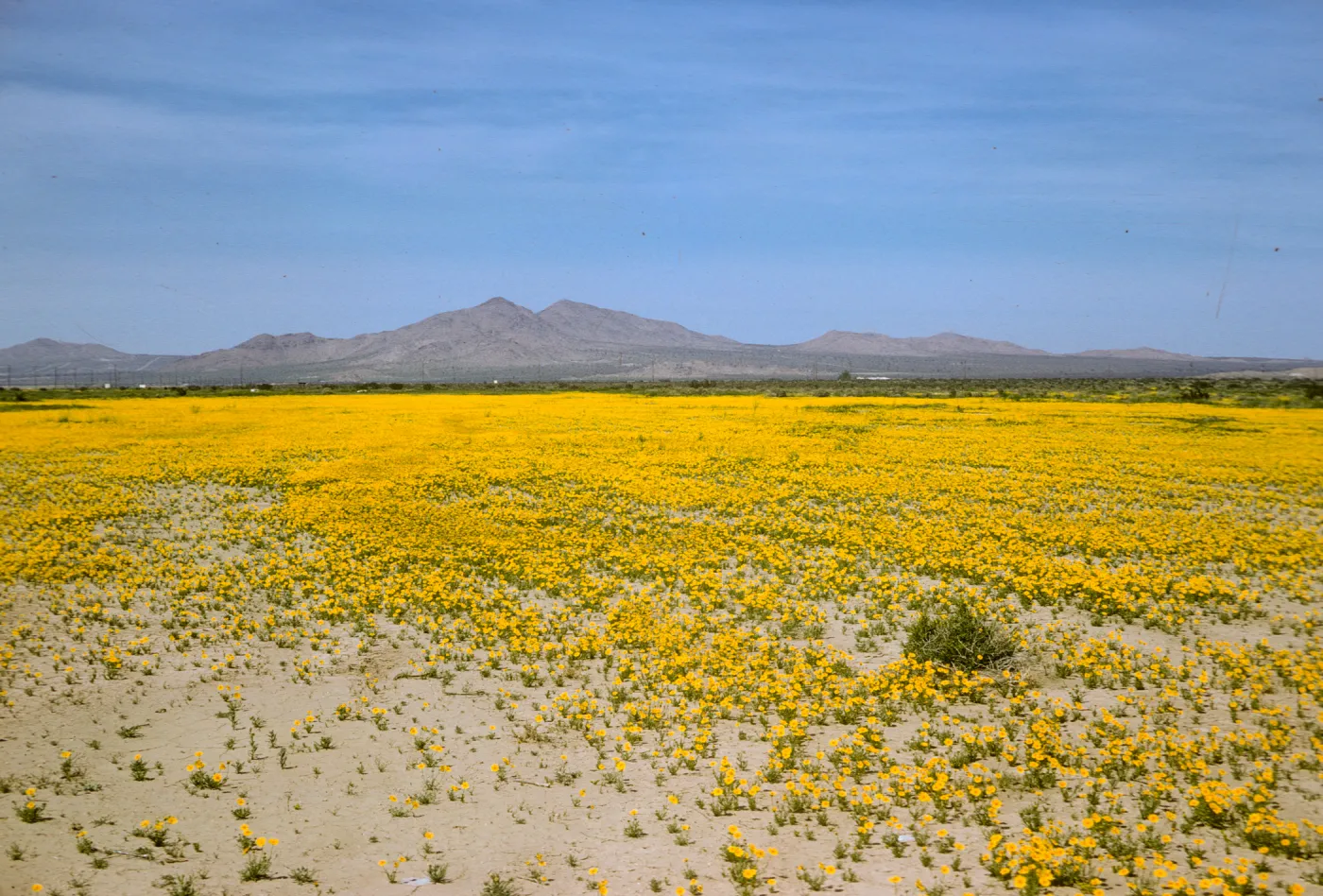 Coreopsis