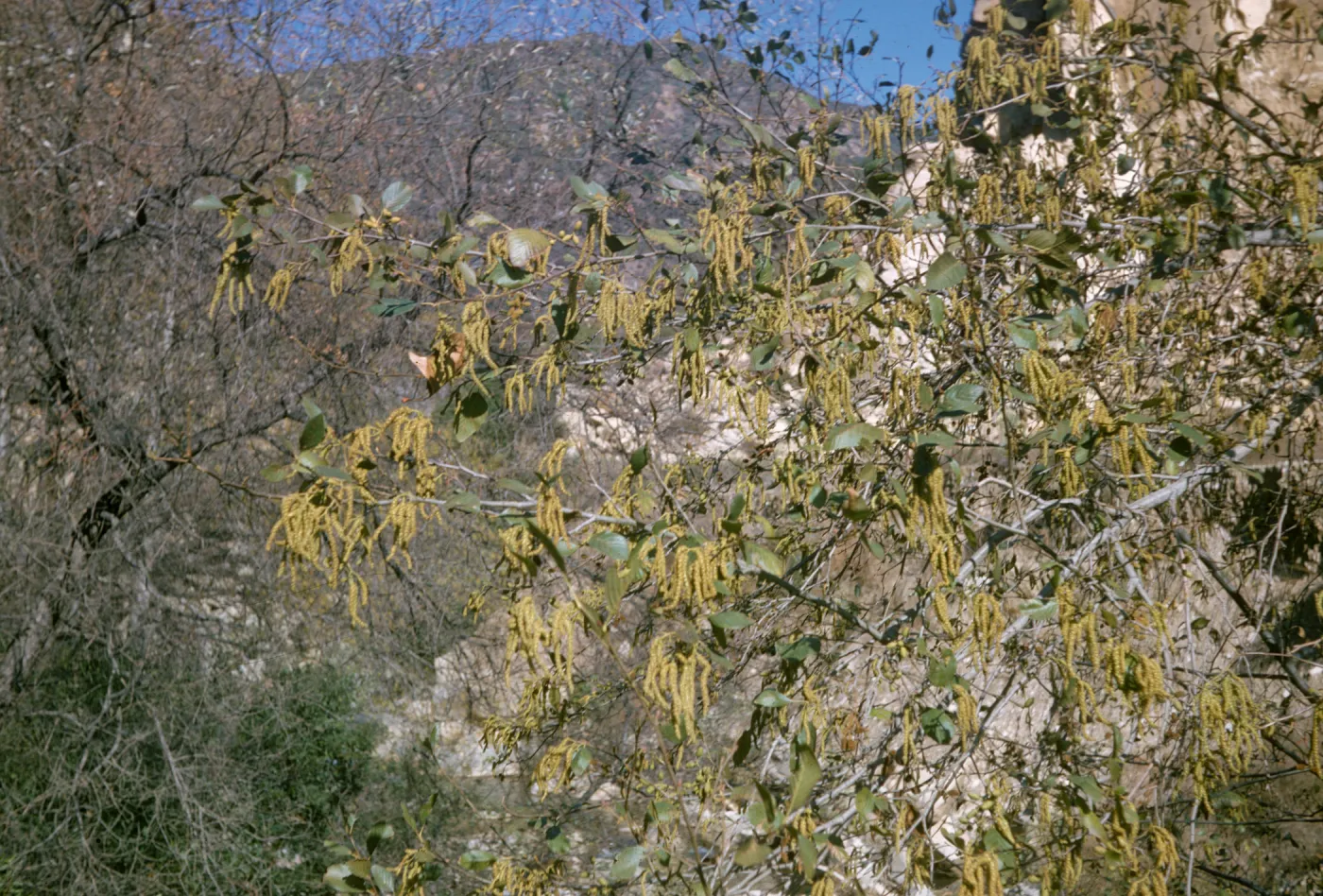 Alnus rhombifolia, Sespe