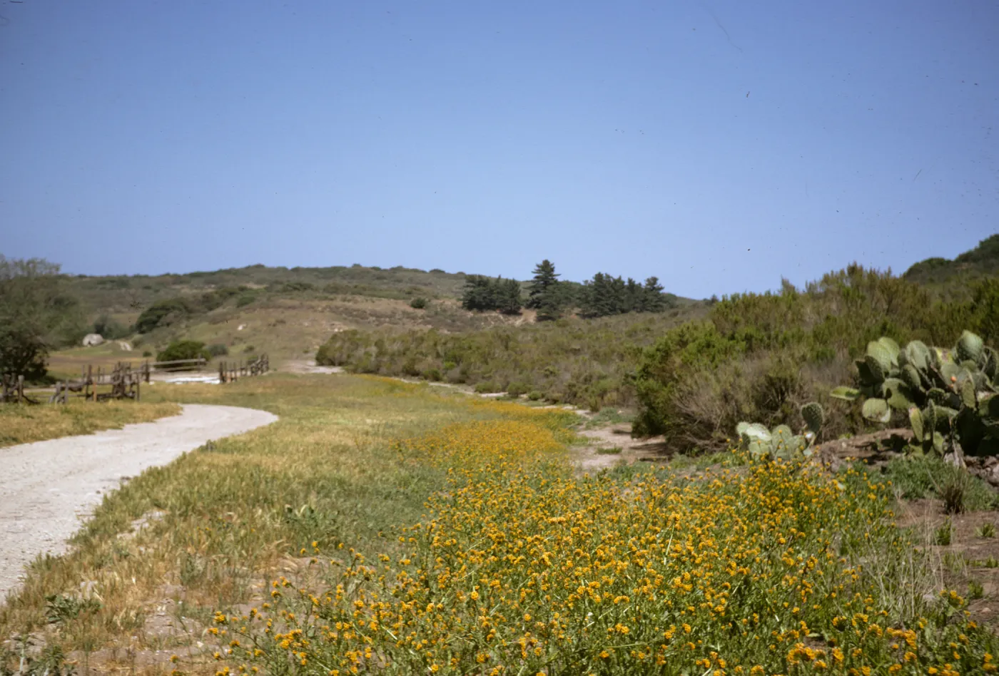 Amsinckia spectabilis, Purisma