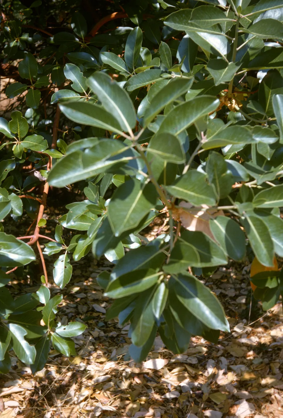 Arbutus menziesii