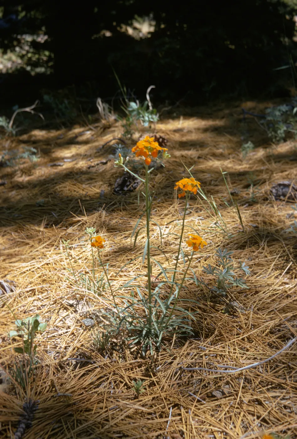 Erysimum capitatum, Reyes Peak