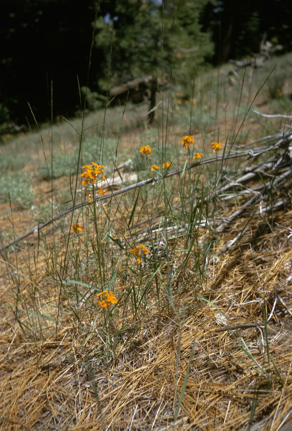 Erysimum capitatum, Reyes Peak