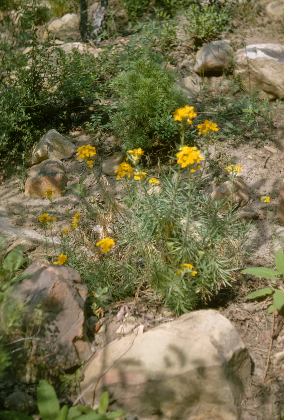Erysimum insulare