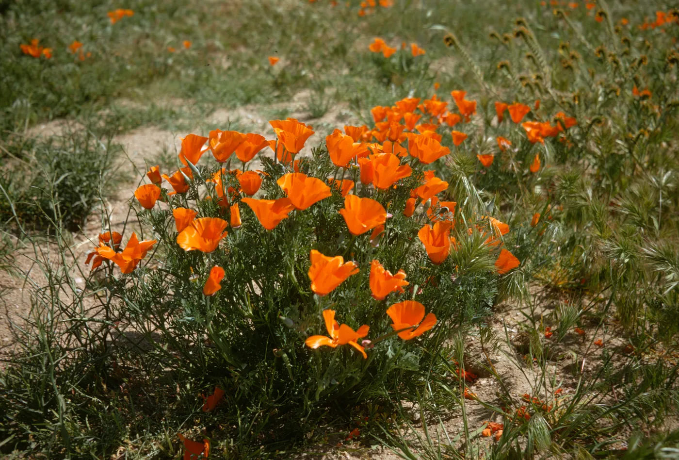 Eschscholzia californica, Gorman