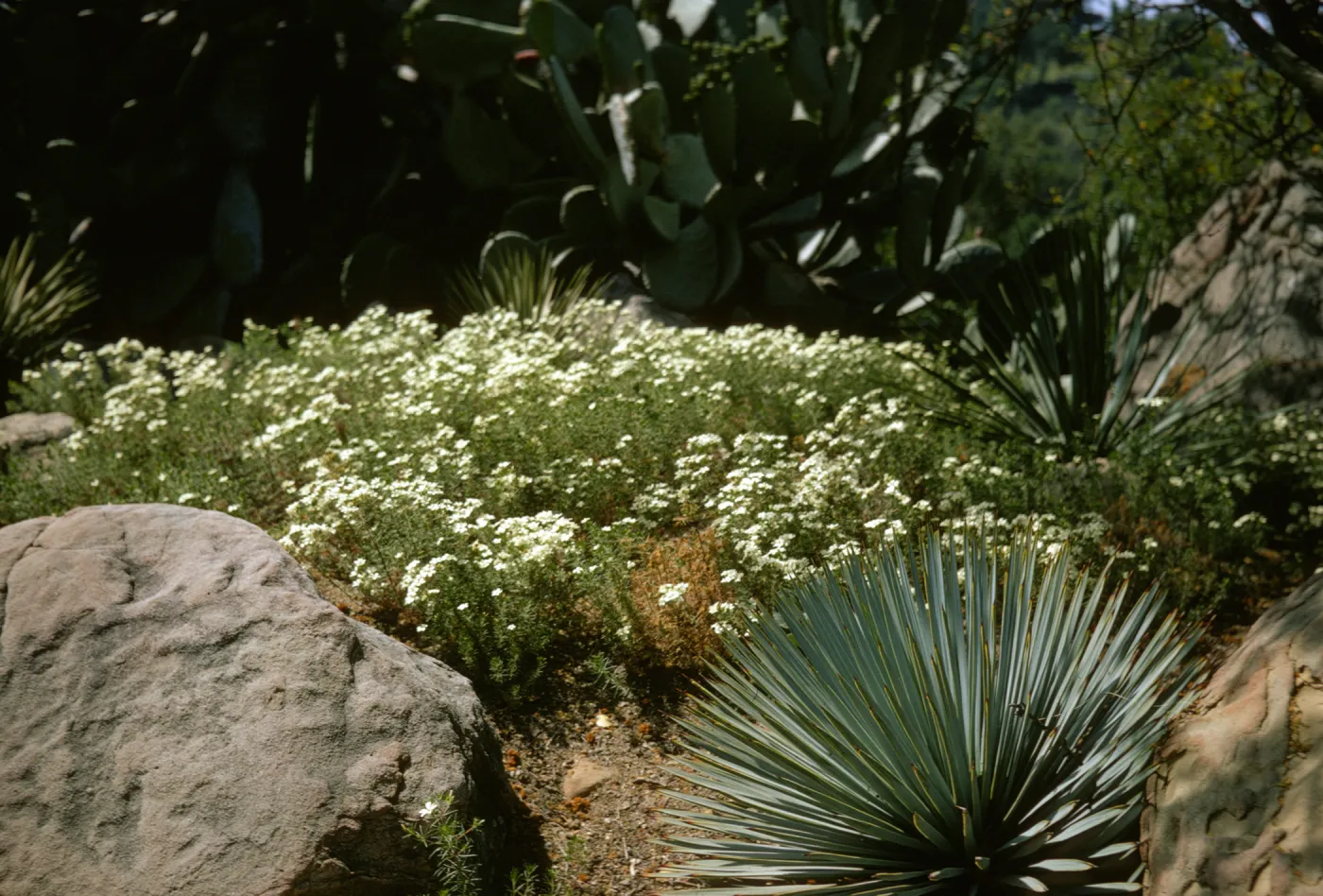 Gilia nuttallii