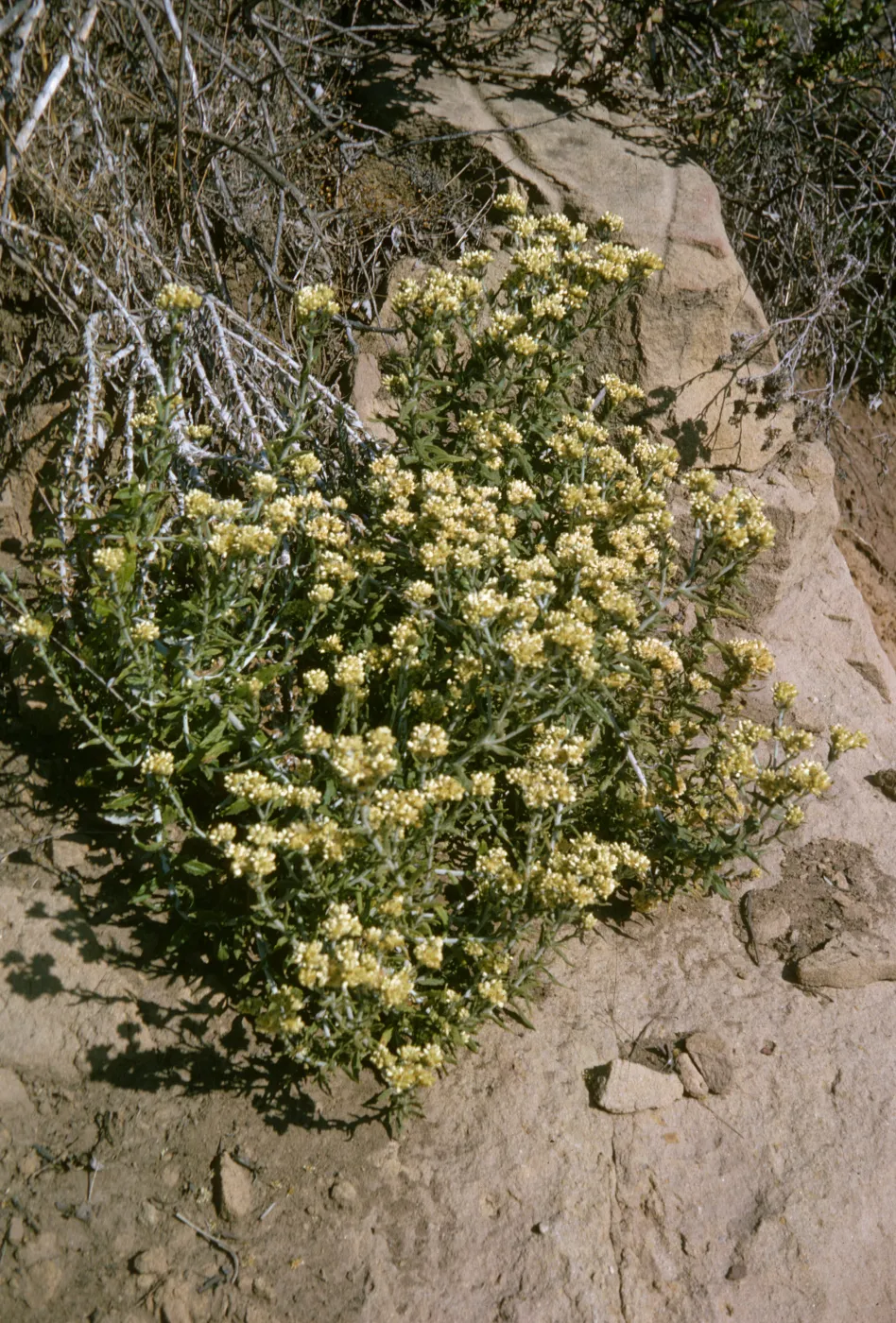 Gnaphalium, Sespe Gorge