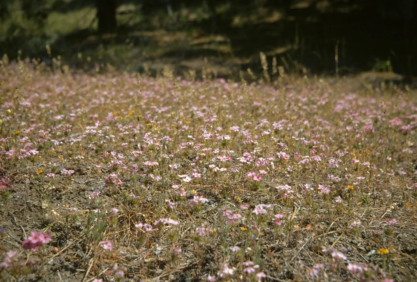 Linanthus androsaceus