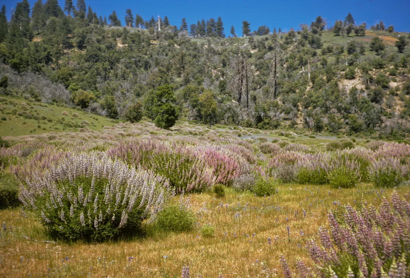 Bush Lupine, Figueroa