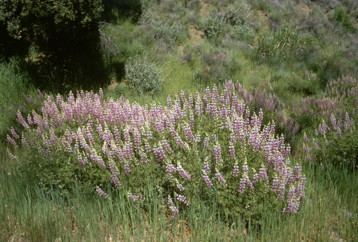 Bush Lupine, Figueroa