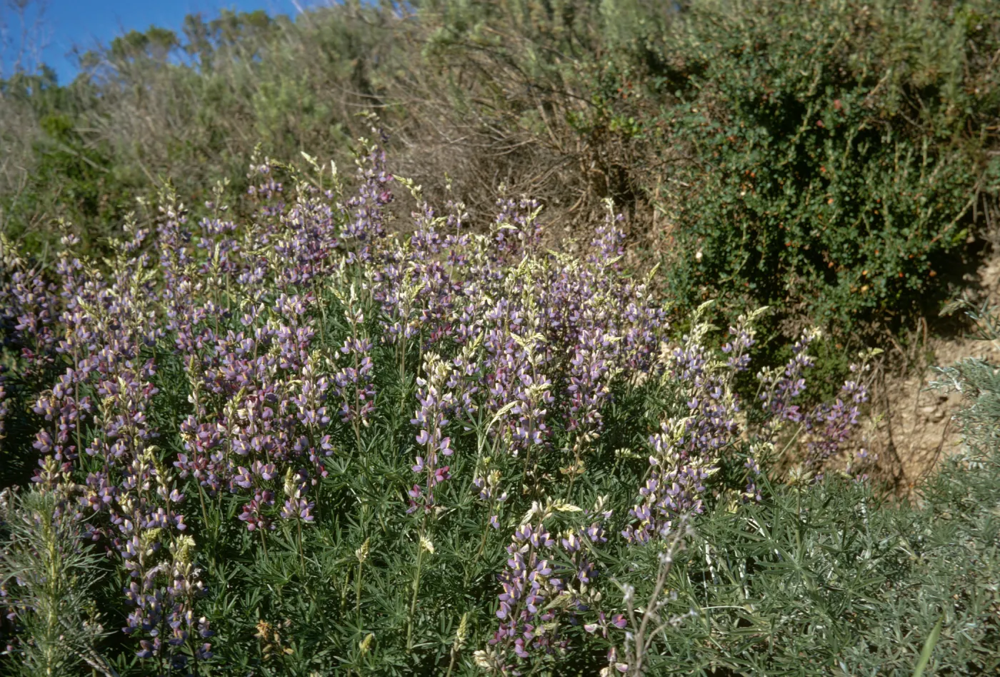 Lupine, Malibu Canyon