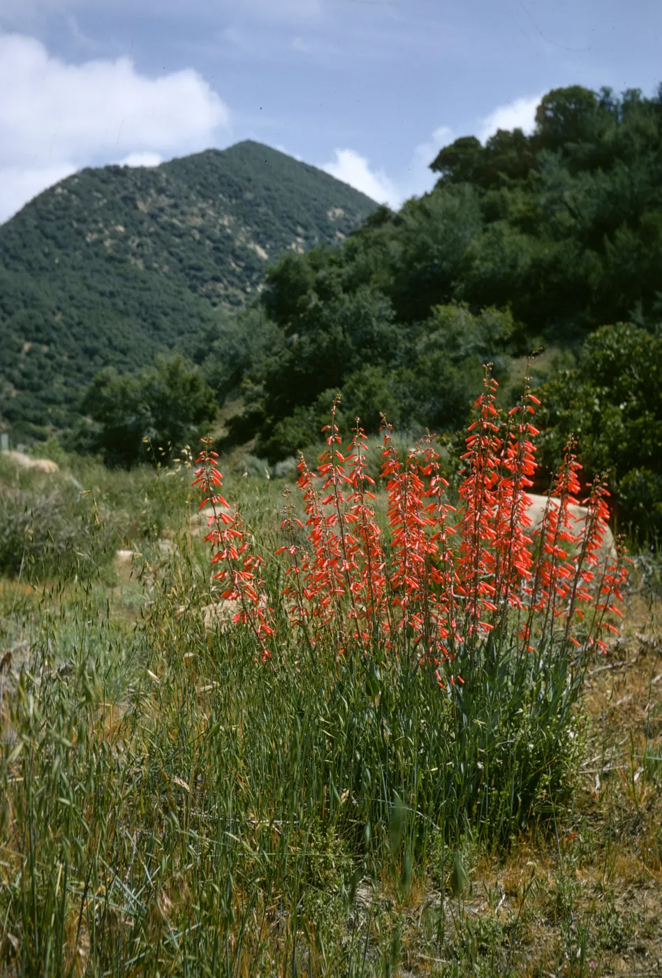 Penstemon centranthifolius, Sespe
