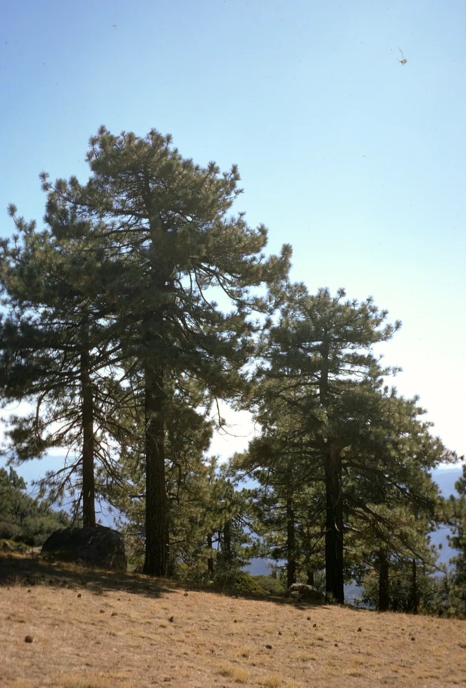 Pinus jeffreyi, Reyes Peak, Ventura County