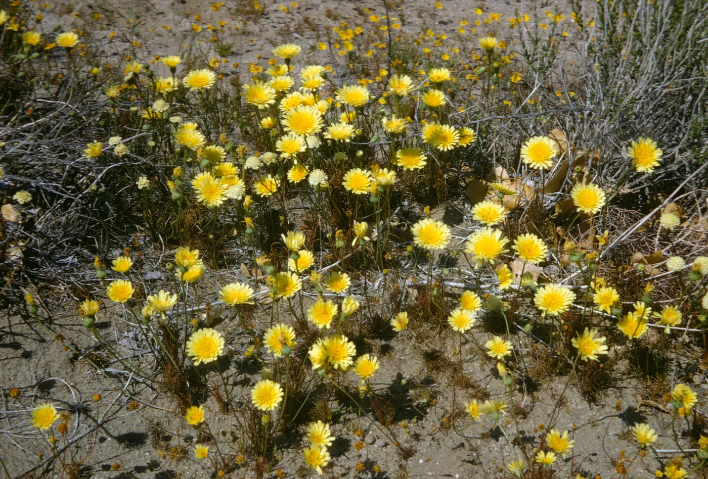 Malacothrix (Desert Dandelion), Mojave