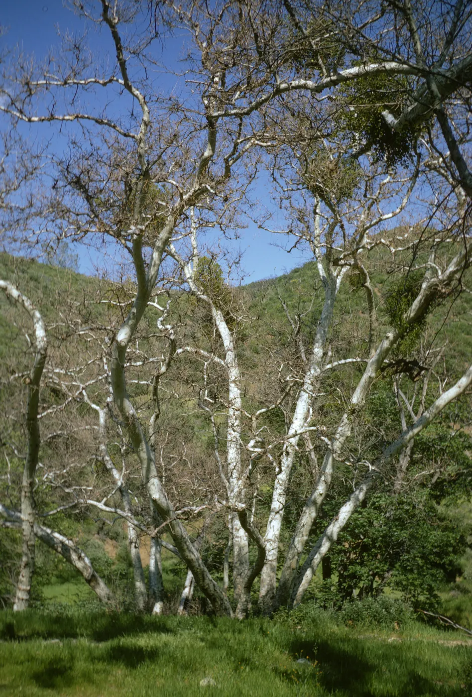 Sycamore, Cachuma Campground, Figueroa