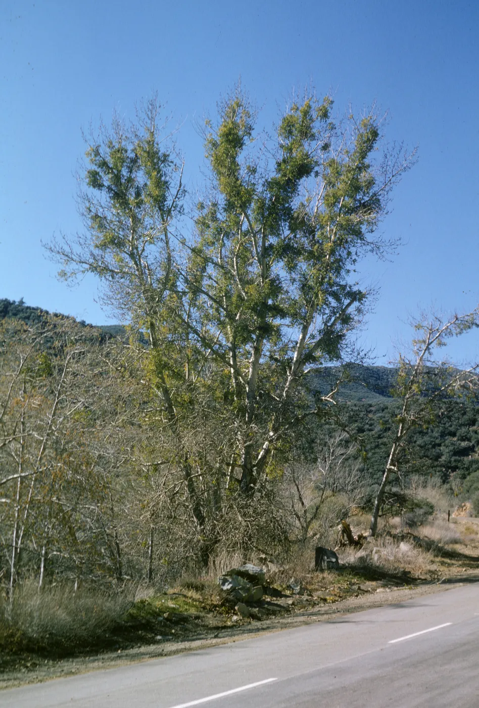Sycamoe with mistletoe, Sespe