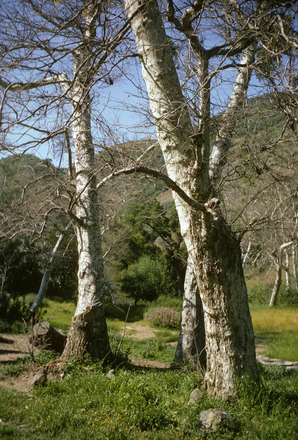 Sycamore, Cachuma Campground, Figueroa