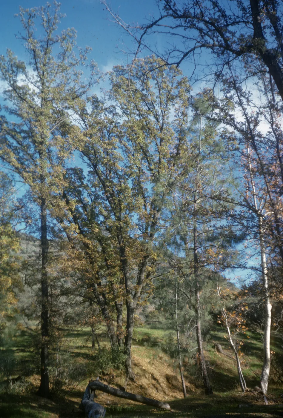 Quercus agrifolia (Coastal Live Oak), Figueroa