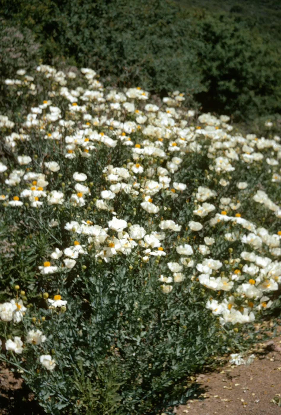 Romneya coulteri, Sespe