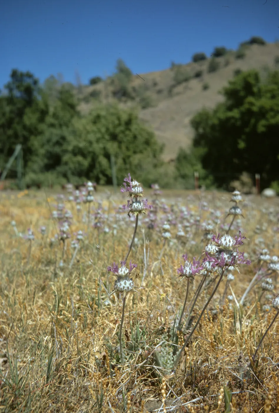 Salvia carduacea (Thistle Sage)