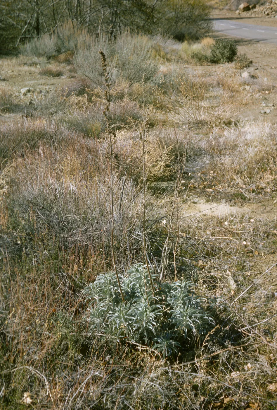 Salvia apiana (White Sage), Sespe