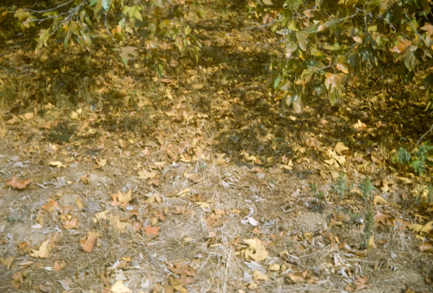 Platanus racemosa, leaf litter
