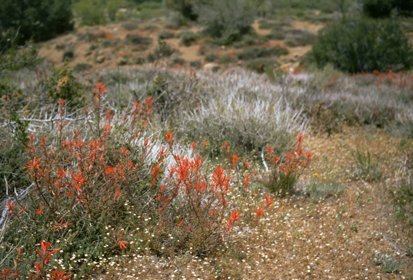 Castilleja jepsonii, Sespe