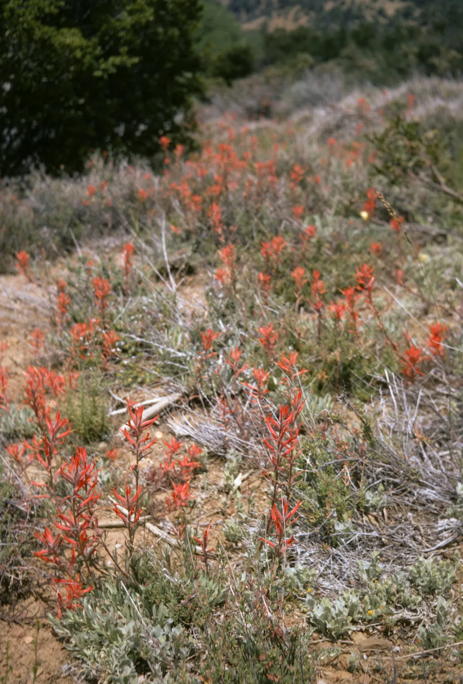 Castilleja jepsonii, Sespe