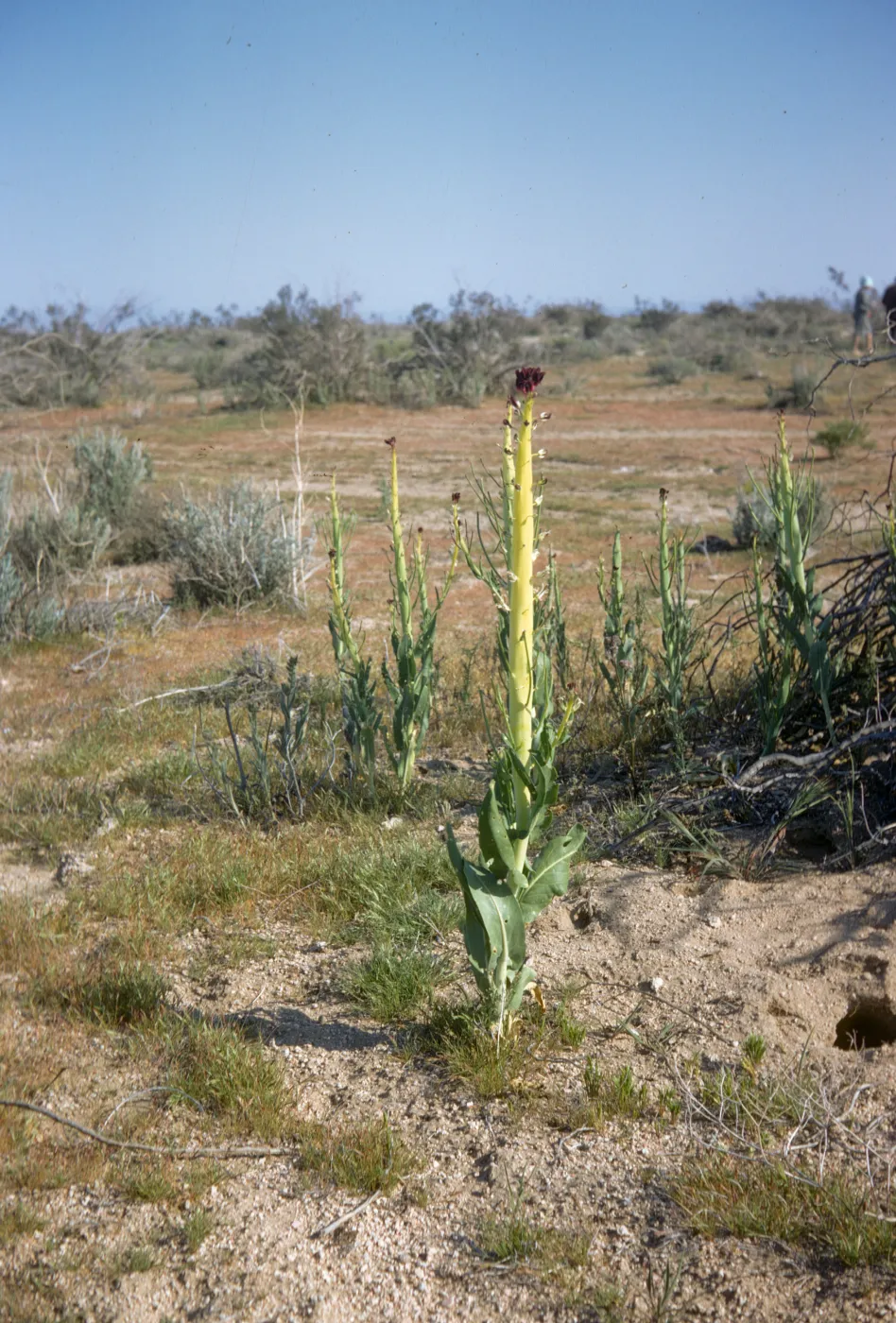 Caulanthus inflatus, Desert Candle near High Vista