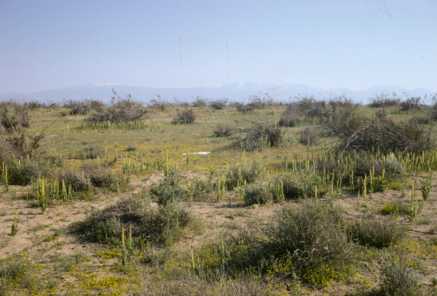 Caulanthus inflatus, Desert Candle near High Vista