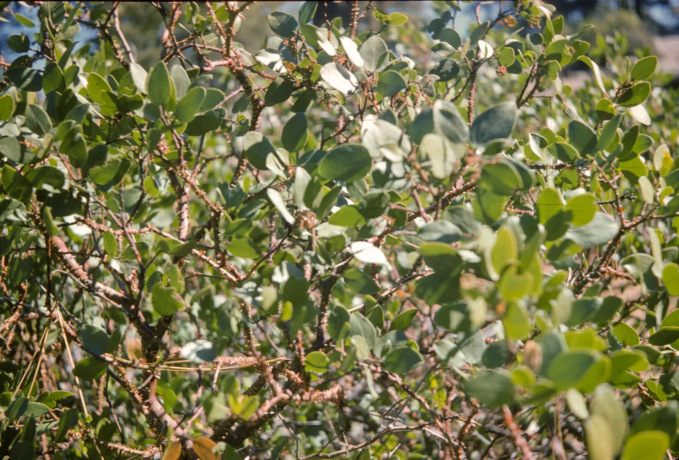 Arctostaphylos nevadensis
