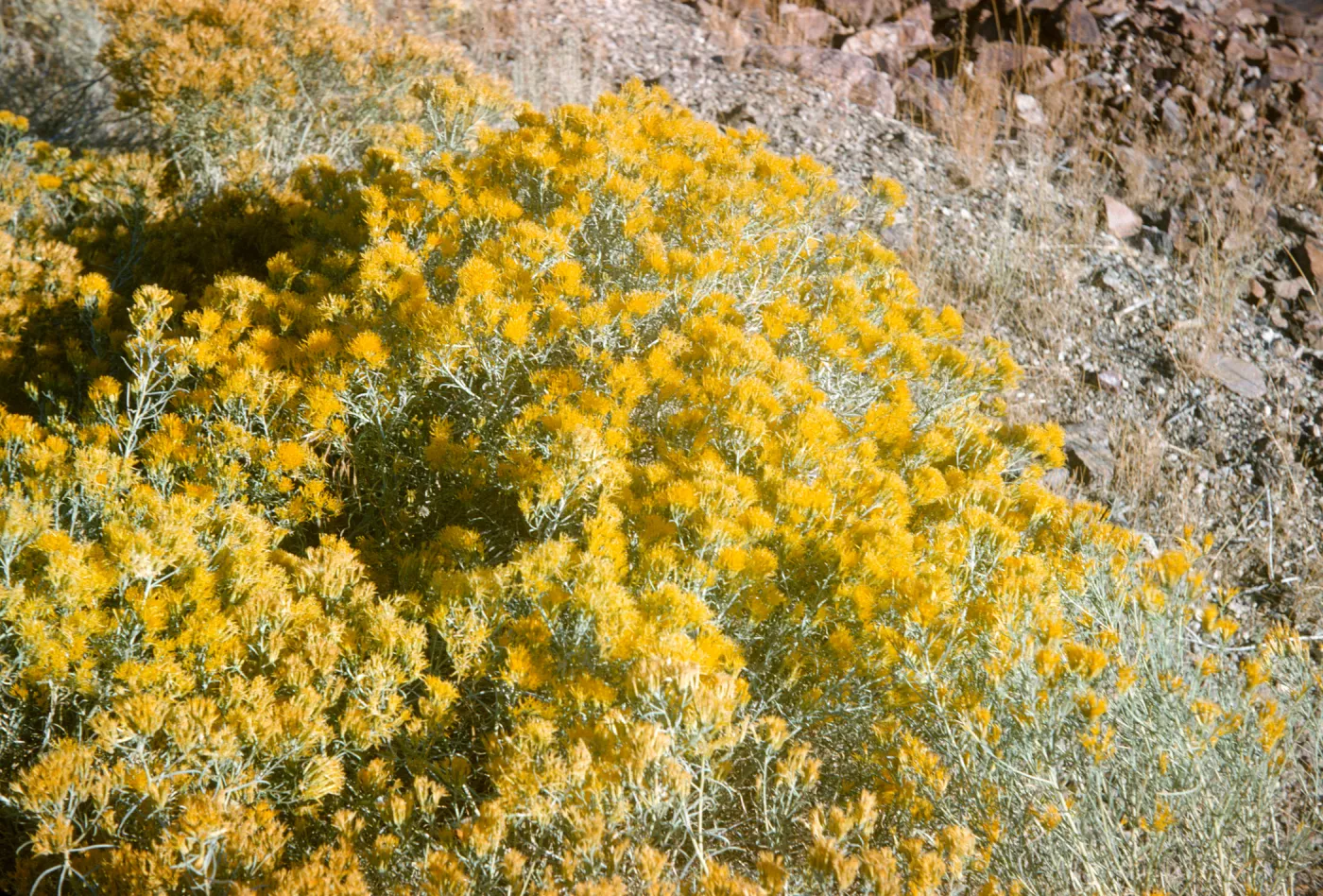 Chrysothamnus puberulus (Rabbit Bush)
