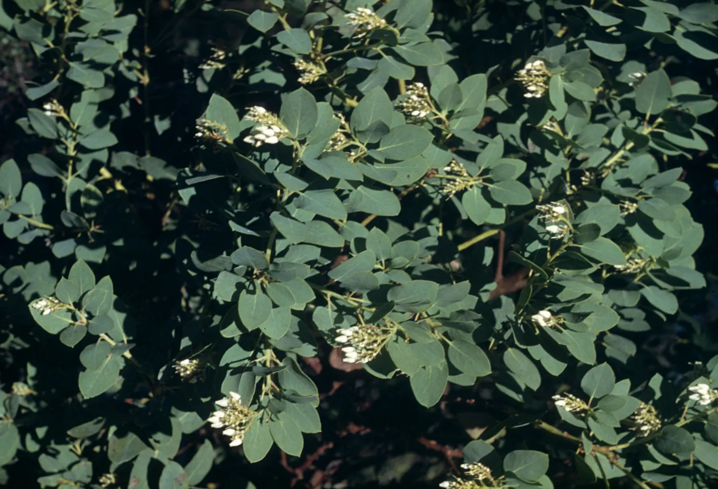 Arctostaphylos glauca