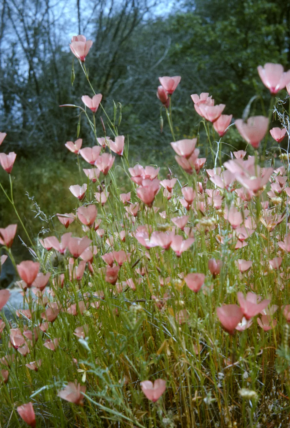 Clarkia, Godetia