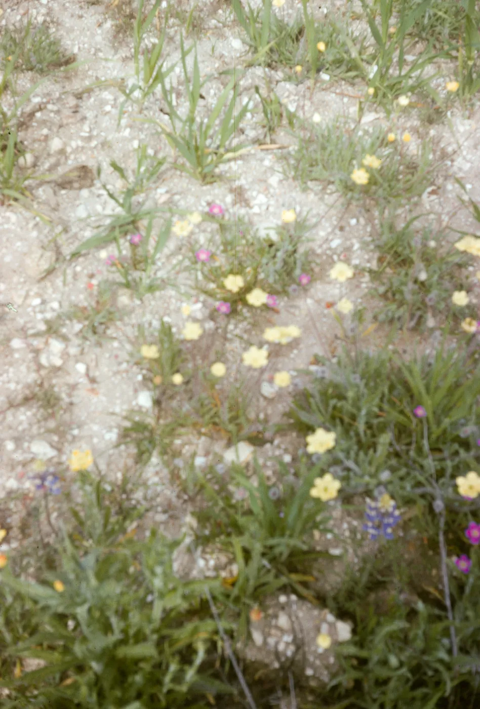 Platystemon calif., Cream Cups