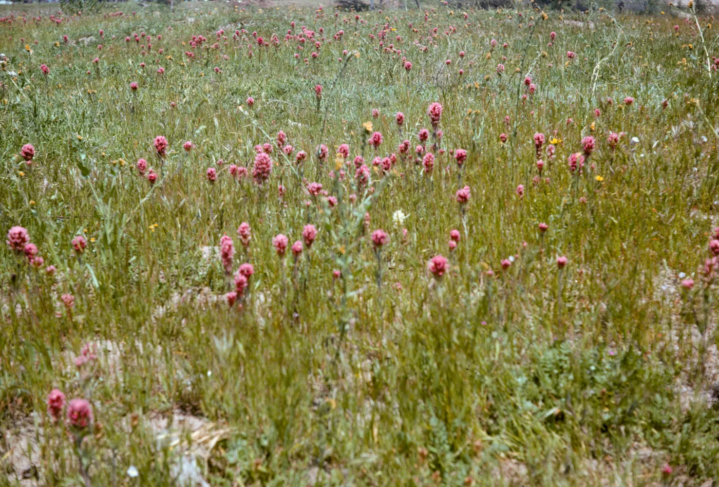 Orthocarpus purpurascens, Springville, Tulare County