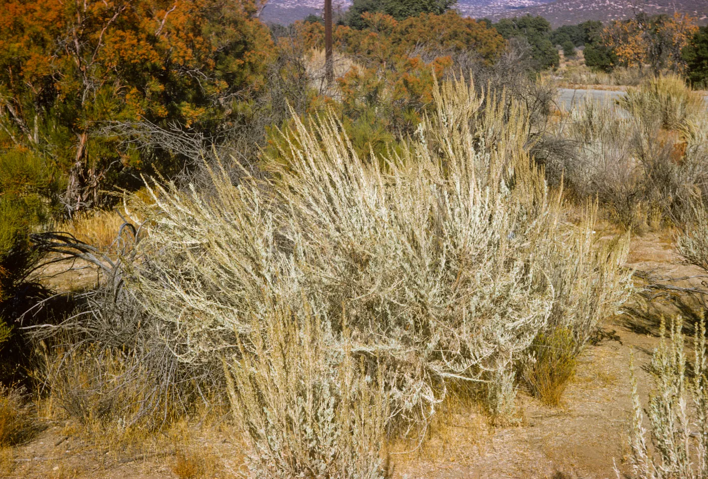 Artemesia tridentata