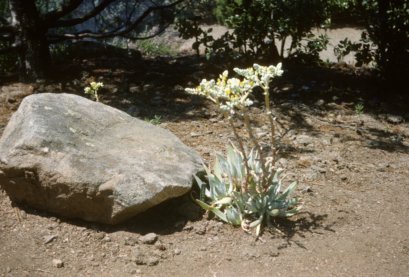 Dudleya (liveforevers)