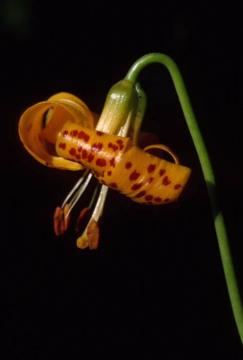 Lilium kelleyanum