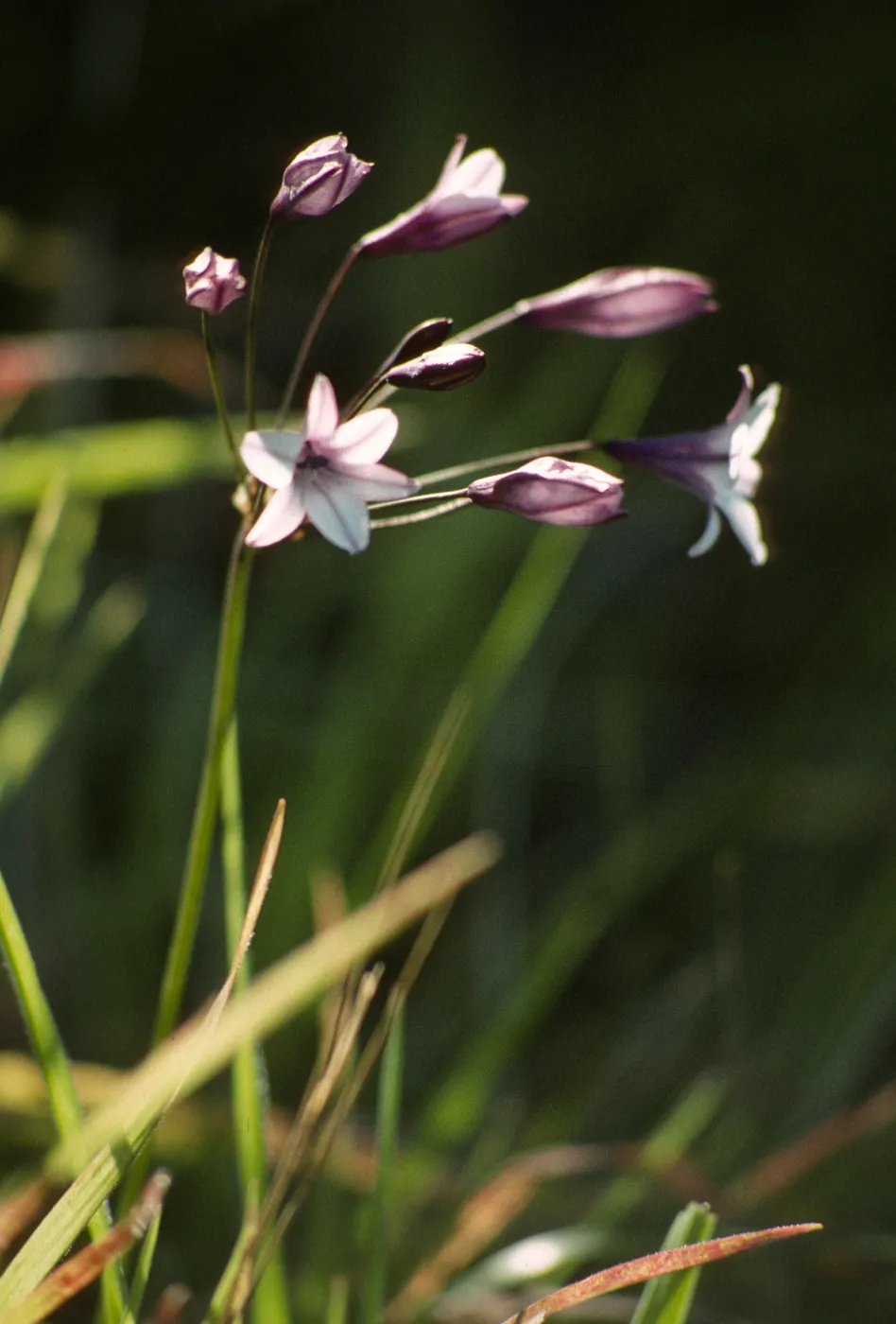 Triteleia clementenia