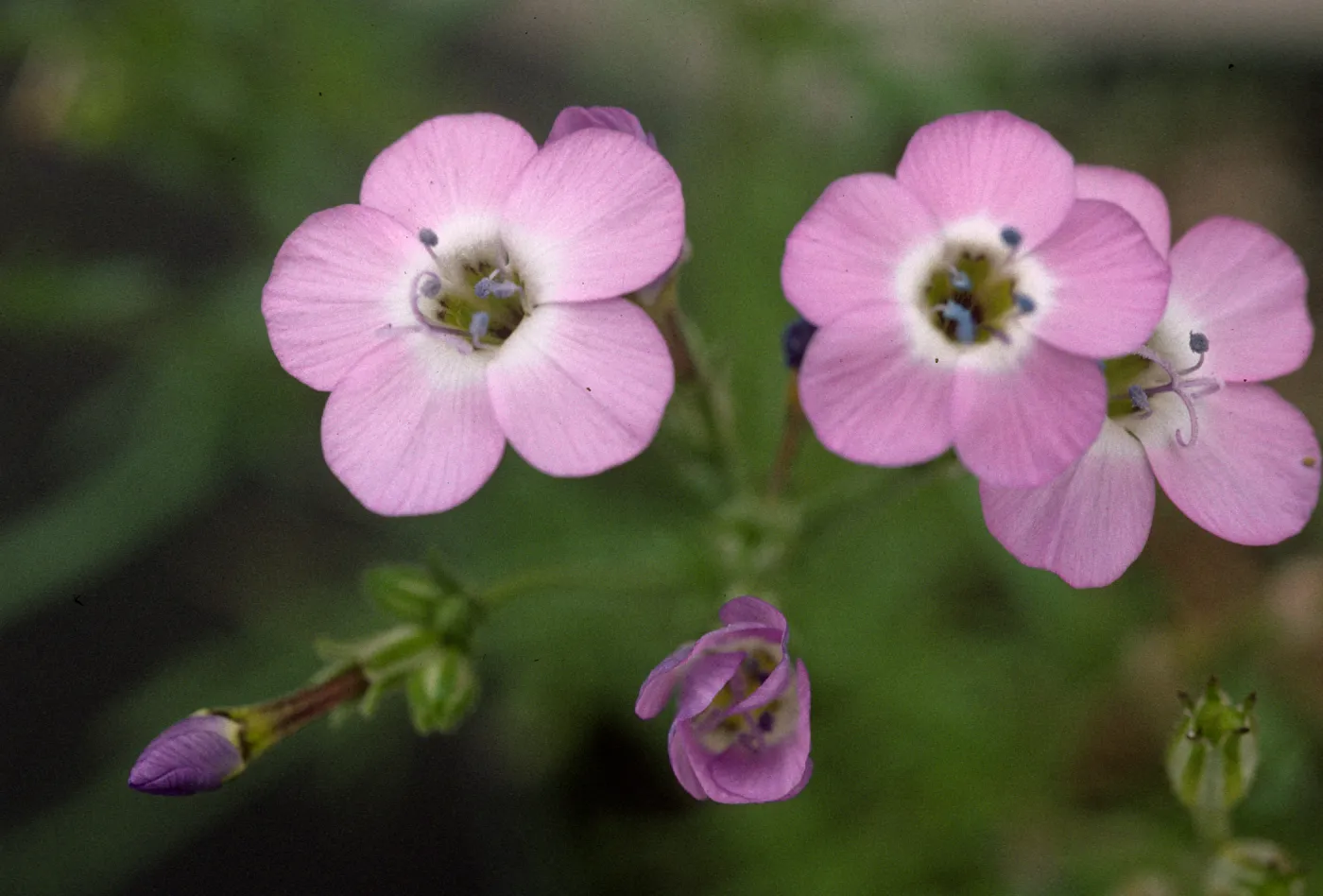 Gilia tenuiflora hoffmannii