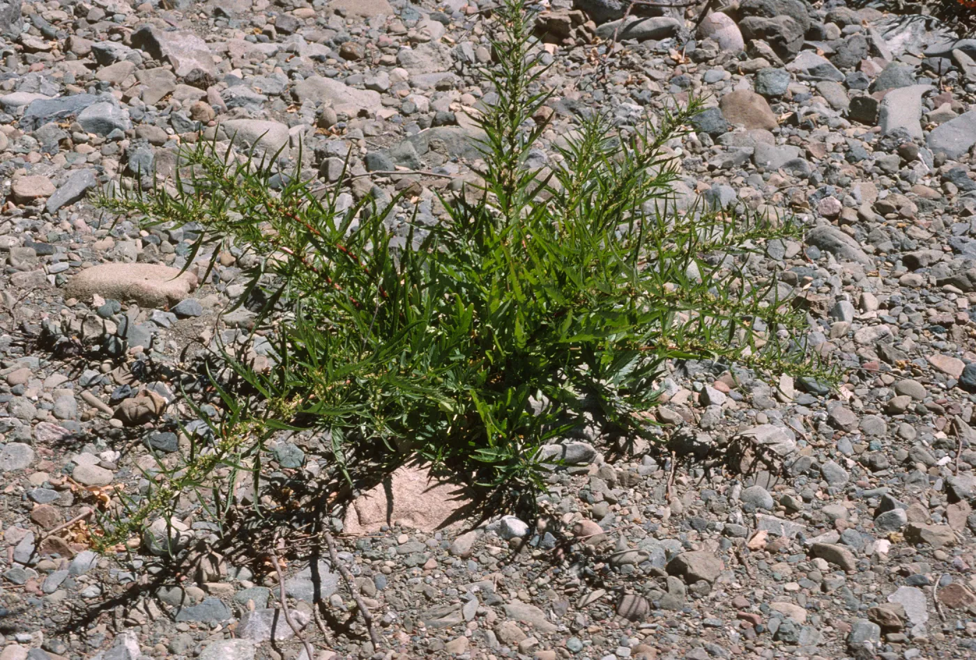 Datisca glomerata
