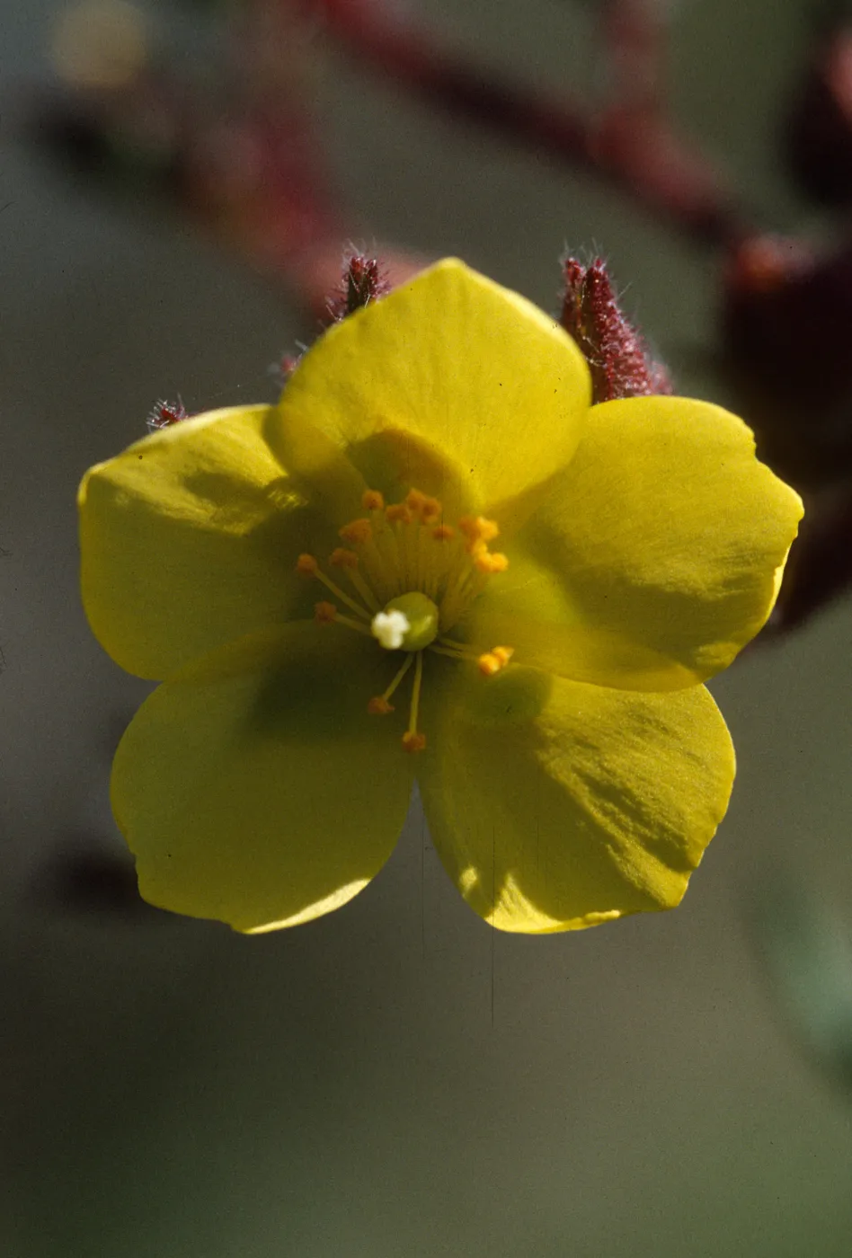 Helianthemum greenei