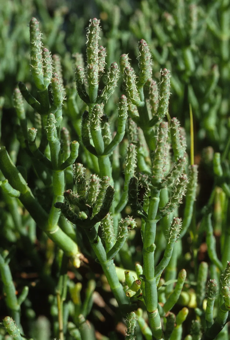 Salicornia
