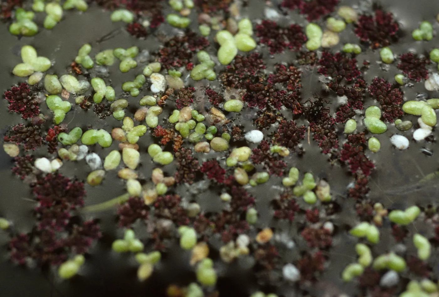 Lemna, azolla