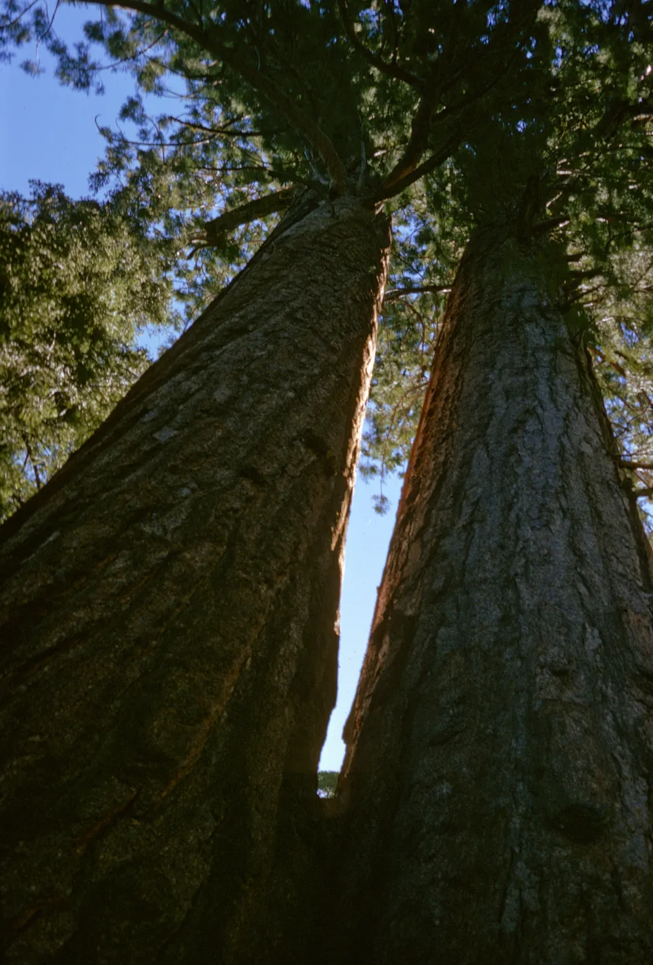 Sequoiadendron